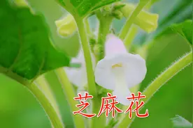 刚知道，农村芝麻花也能治病，厉害了，或许对你有帮助