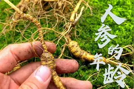 人参应该怎么选？20多年参龄怎么看出来？只看芦头准不准？