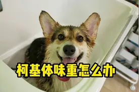 柯基“狗味重“怎么解决？这几招可以帮到你！