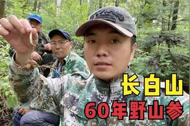 长白山放山抬棒槌，老把头抬五品叶60多年的野山参，价值过万
