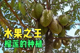 为什么榴莲卖这么贵？看下榴莲从育苗到成熟全过程就懂了