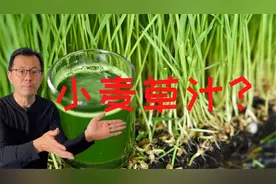 最有营养的小麦草汁你喝过吗？必须种的微型蔬菜 - 小麦草！
