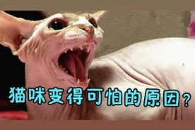 猫咪突然性情大变，变得凶残可怕不断袭击主人，这到底是怎么了？视频封面