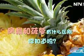 凤梨、菠萝傻傻分不清？“凤梨仙子”“菠萝妹妹”来科普！视频封面