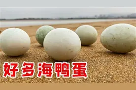 退潮后的沙滩，发现好多海鸭蛋，带回家打开一看全是油。视频封面
