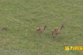 刚出生的小鹿竟然一个小时以后就能奔跑了