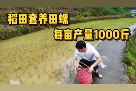 稻田套养田螺，每亩产量可达1000斤，基本还不用怎么去管理