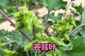 路边的苍耳叶是个宝，捣碎有2个新妙用，对你有帮助吗？