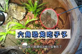养点蚊子当鱼食，扔给出生没多久的小斗鱼，一口一只吃起来太香了视频封面
