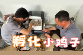 家里散养鸡蛋真多，孵化机孵化，现场灯光分辨受精蛋，东哥有一套视频封面