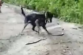 大蛇“入侵”农园 忠犬为护主与蛇殊死决斗 将蛇甩成“两半”视频封面