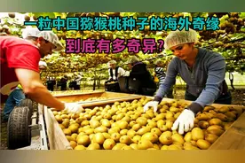 一粒中国猕猴桃种子的海外奇缘，从生长到收获，到底有多奇异？