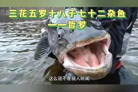 东北哲罗鱼，太少了！都变成保护动物了，以后不能吃了！