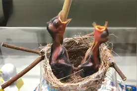 鸟父母为何会吃掉小鸟的粪便