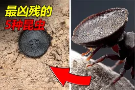 最凶残的5种昆虫，智商和攻击力双双在线，甚至敢单挑毒蛇视频封面