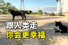 为了孩子不再流浪，猫妈妈主动把小猫送给人类，离开时它满眼不舍视频封面