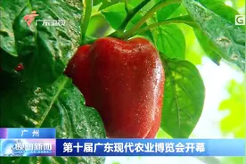 广州：第十届广东现代农业博览会开幕视频封面