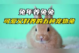 兔年养兔兔，推荐几种可爱又好养的宠物兔，你会养哪一种