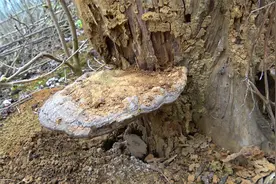 农村枯树上长出这种东西，看着像灵芝，它的价值是否十分昂贵呢