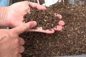 栽种金鱼吊兰，盆土“2+5+1”配制，养分足，更适合植株生长视频封面