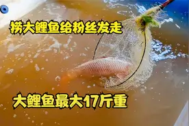 捞大鲤鱼给粉丝发走，黄河大鲤鱼最大17斤重，比大腿还粗视频封面