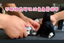 如何给兔兔剪指甲2.0 - 不抱着兔子也可以剪指甲哦