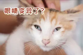流浪猫眼睛感染发炎，后果严重会导致失明，最后居然几块钱解决了