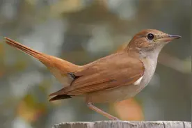 这就是传说中的夜莺，叫声真是太好听啦，建议偷偷收藏起来！