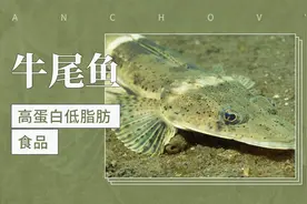 牛尾鱼：鞭子鱼、高蛋白低脂肪食品视频封面