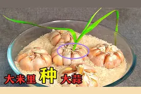 才知道，往大米里埋入5个大蒜，作用这么厉害，我也是刚知道