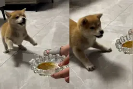 狗子第一次喝可乐开心得四处乱窜，仿佛喝醉了似的：不愧是快乐水