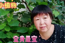 天水有一种油料全身是宝，颗粒比芝麻还香，叶子可以炒菜做酱视频封面