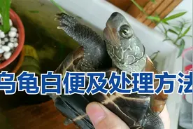乌龟粪便白色是肠炎吗？鳄龟拉透明蛋清果冻状便的原因及处理方法