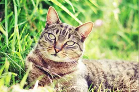 猫咪为什么能轻而易举跳上几米高的围墙，慢镜头告诉你原因