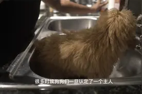 从车上扔下的泰迪，受了伤却还想追上主人，可这也只能是徒劳视频封面