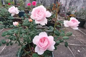 月季瑞典女王爱装树难开花？掌握三大要点，小白也能让它花满枝头