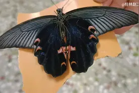 “鬼节”有只黑色大蝴蝶飞进我房间，我把它当故人送出去，真罕见视频封面