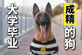 狗狗的尾巴能控制？这样的狗狗你们喜欢吗...视频封面