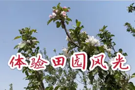 济南到章丘游玩走高速要穿山越岭经过好多的隧道！各种果树认得吗视频封面