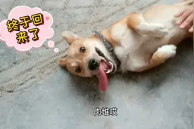 主人不在狗狗萎靡不振，但当它看到主人时，竟开心的上窜下跳起来视频封面