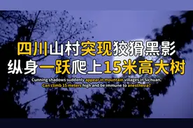 四川山村出现凶猛黑熊，一跃爬上15米高大树，救援队冒险进行抓捕