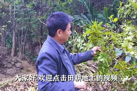 田耕地上：樟树的叶子可以用来止痒，特别是被毛毛虫痒的时候