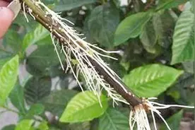 生根剂别再买了！教你自制生根水，再难活都能猛生根，省钱又高效视频封面