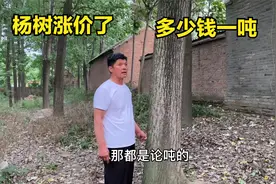 杨树涨价了？多少钱一吨？听买树的老板告诉你最新价格