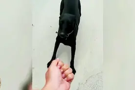 老6是什么梗，看完你就明白了！视频封面