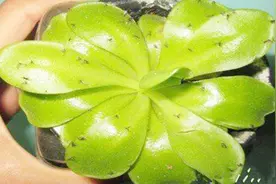 花盆里老长小黑飞怎么办？可以选择这几种方法，轻轻松松就灭光视频封面