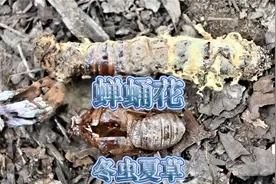 竹林下有一种“蝉花”，人称“冬虫夏草”，怀着好奇心来找找看视频封面