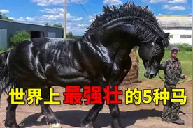 世界上最强壮的5种马，体型堪比大象的马，你见过吗？视频封面