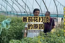 番茄为什么会出现花打顶，番茄出现花打顶怎么办？视频封面