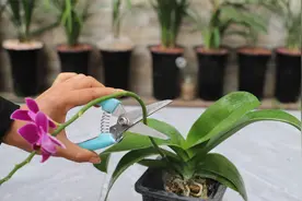 给蝴蝶兰剪一刀后，在用点“它”，花又开了视频封面